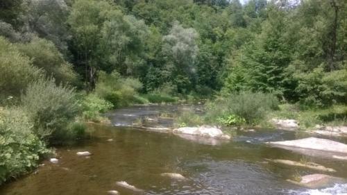 Rzeka Wisłok